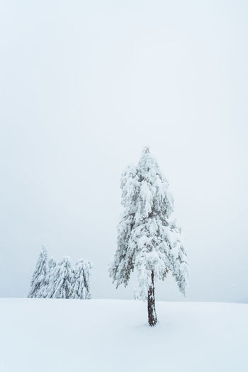 Two lonely trees stacked in snow in the misty winter