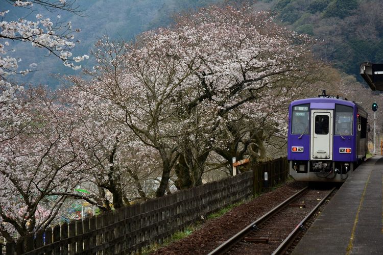 Japanese local train running countryside with cherry blossom in full bloom