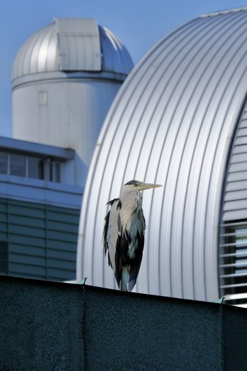 Close-up of a heron perching on metal against building.  