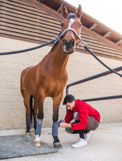 Full body of focused young male owner in casual clothes bandaging legs of purebred chestnut horse with bridle standing in outdoor stable in ranch