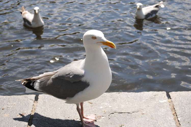 High angle view of seagull perching on a lake