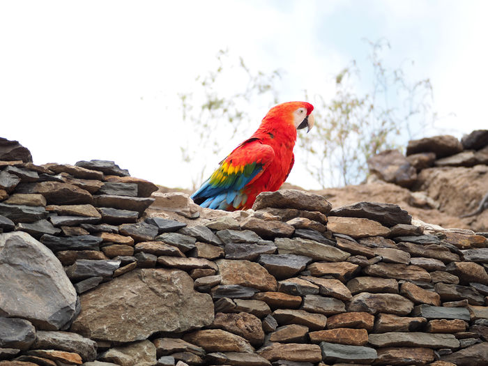 Close-up of parrot perching on rock against sky