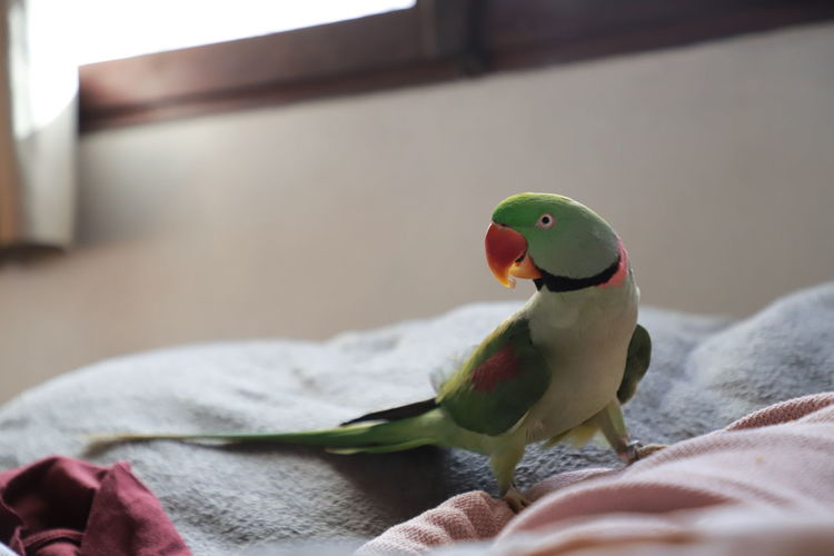 Close-up of parrot on bed