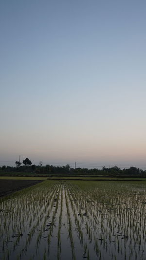 Scenic view of agricultural field against clear sky