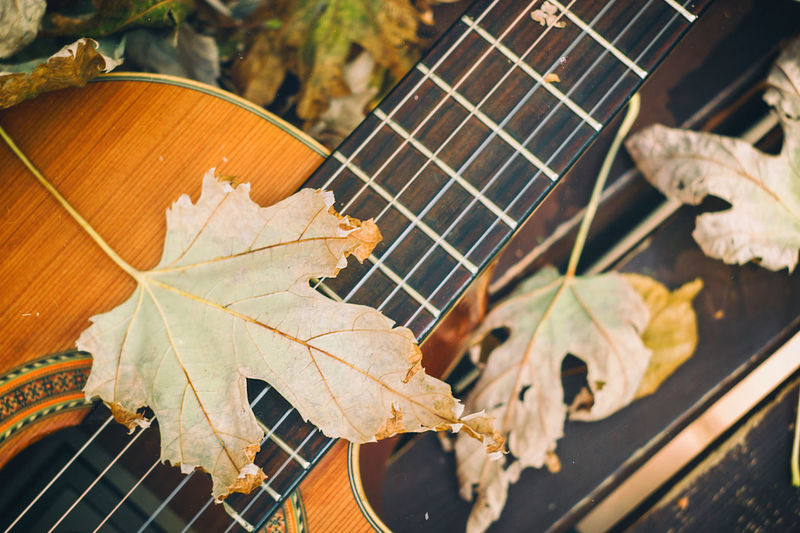 Close-up of dry leaves on guitar