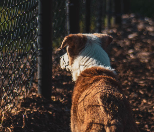 Cat in a forest