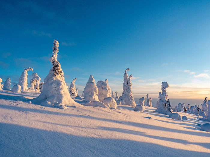 Crown snow-load on trees in riisitunturi national park, posio, finland