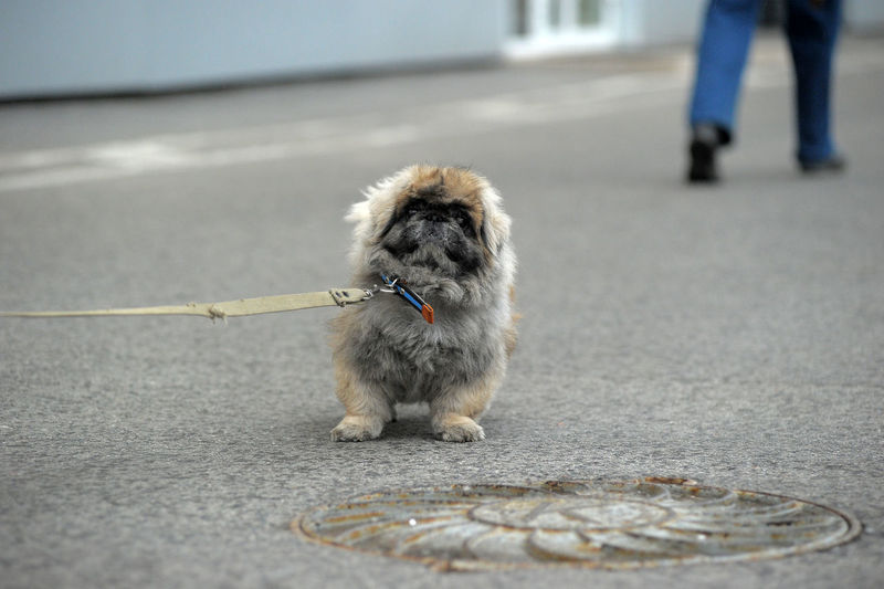 Dog on street in city