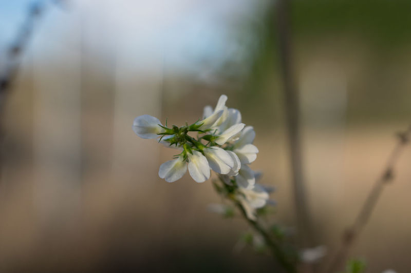 Close-up of white flowers
