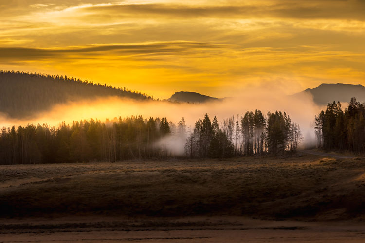 Geyser vapor rising from a forest, yellowstone national park usa