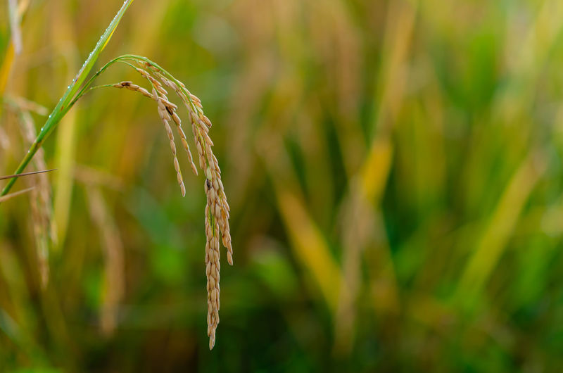 Yellow ripe rice seed with green and dry leaves at rice field in the north of thailand.
