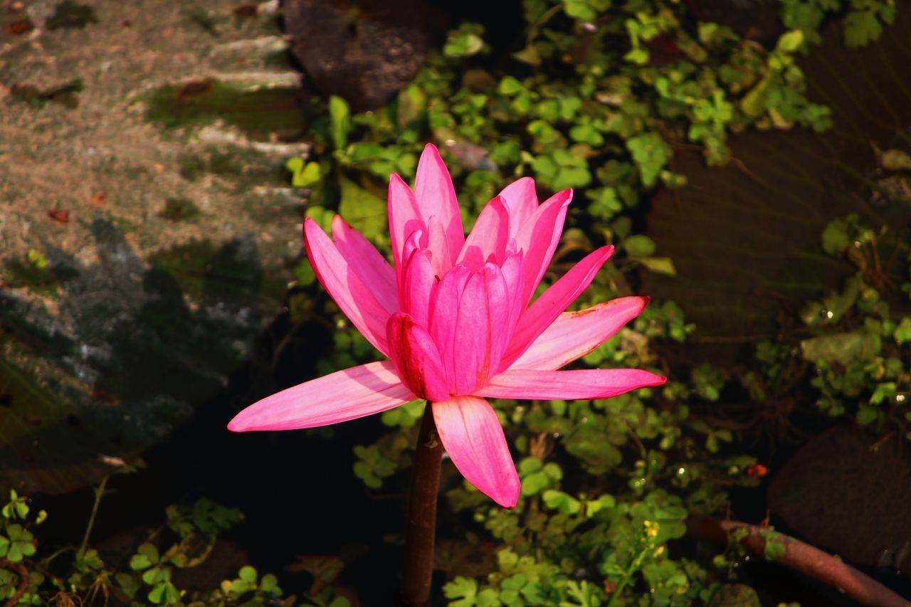 CLOSE-UP OF PINK FLOWER AGAINST PLANTS