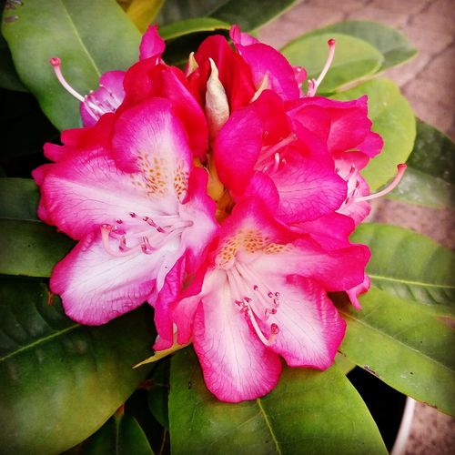 Close-up of pink flowers blooming outdoors