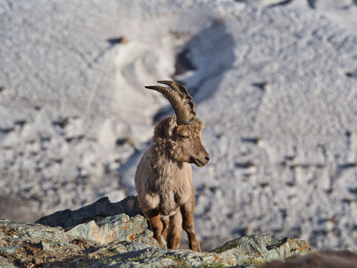 Young ibex by rocky terrain high above glacier