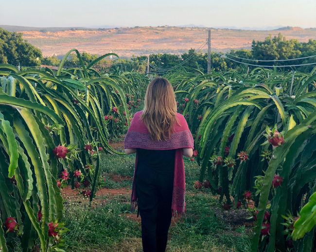 Rear view of woman standing in field between rows of dragon fruit plants 