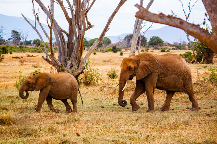 Side view of elephants on field at tsavo east national park