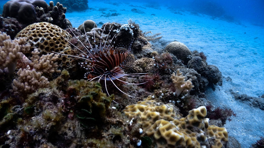 Red lionfish at isla verde