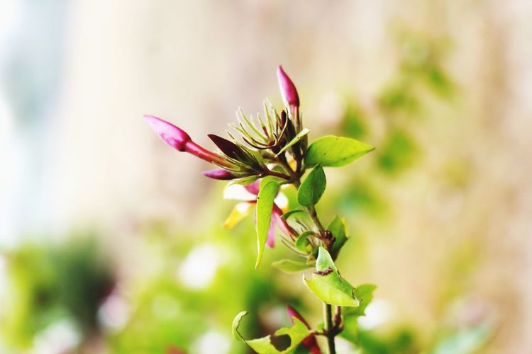 plant