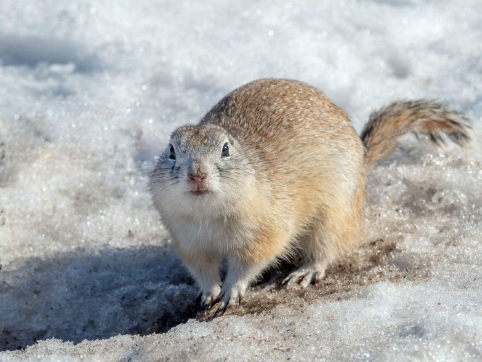 Gopher on the snow in winter-colored fur. rodents right after winter hibernation.