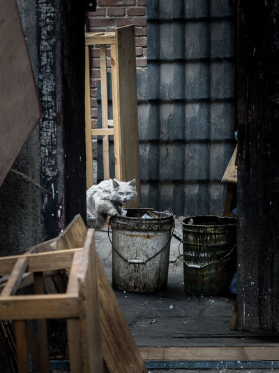 Portrait of cat sitting on messy bucket