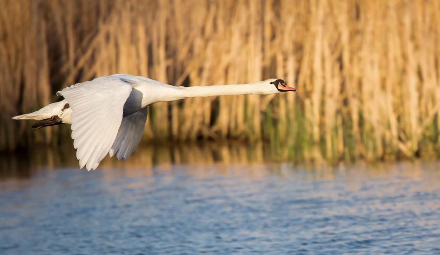 Close-up of swan flying over water
