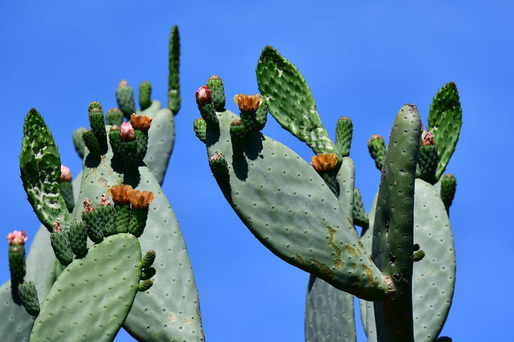 Low angle view of cactus growing against clear blue sky