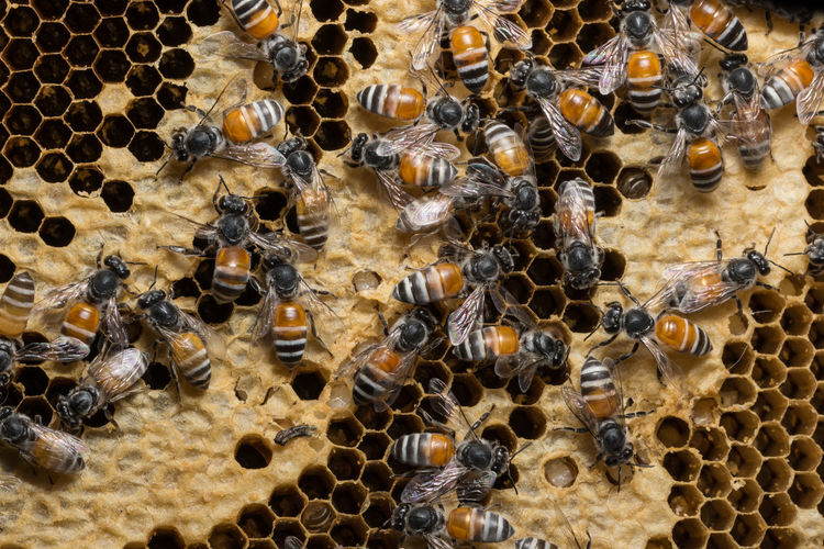 Full frame shot of honeycomb with bees