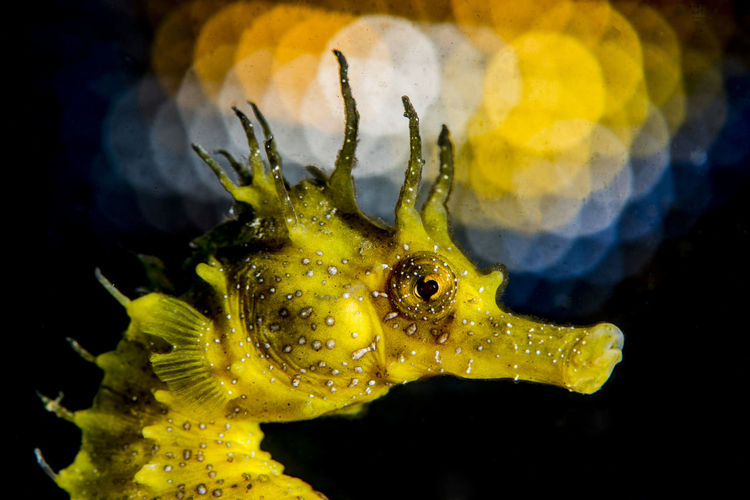 Close-up of sea horse swimming in aquarium