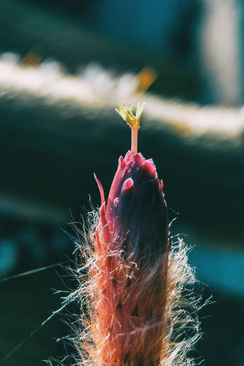 Close-up of flower against blurred background