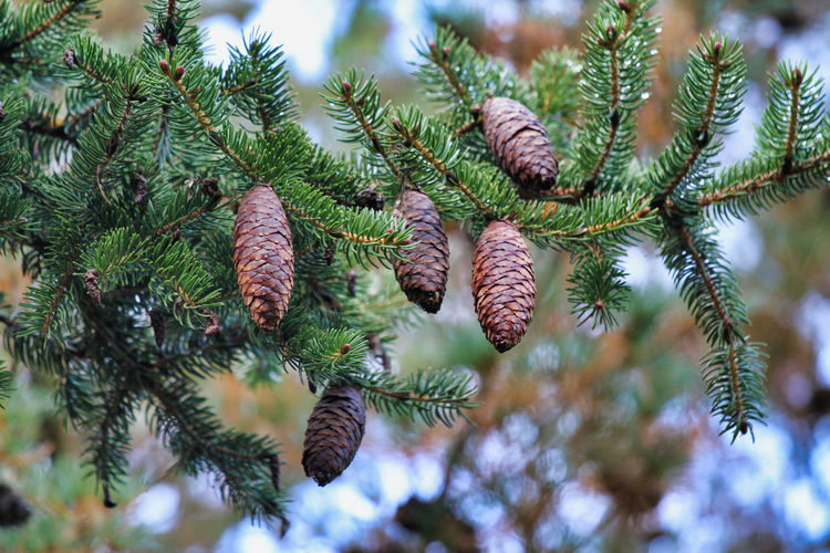 Low angle view of pine cones on tree