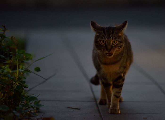 Portrait of cat walking on paving street