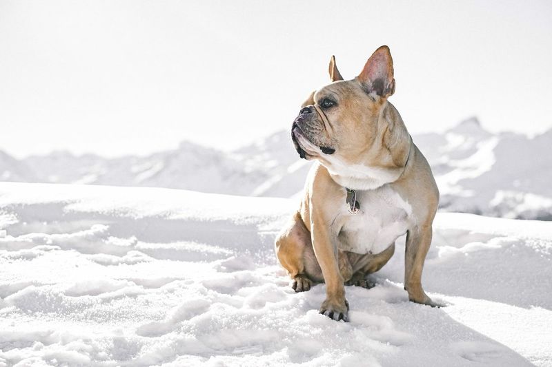 Close-up of dog on snow against sky