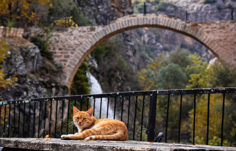 Cat looking at arch bridge