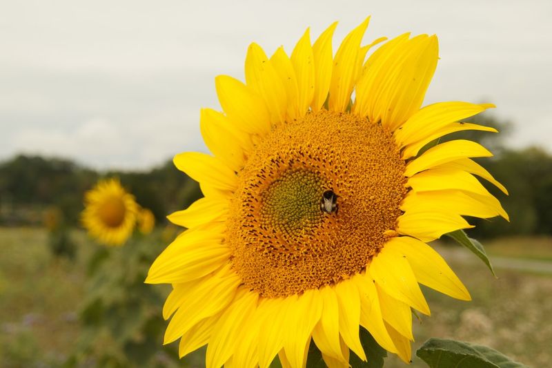 Insect on sunflower