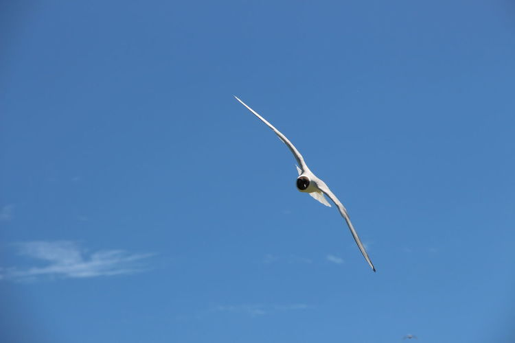 Low angle view of bird flying against blue sky