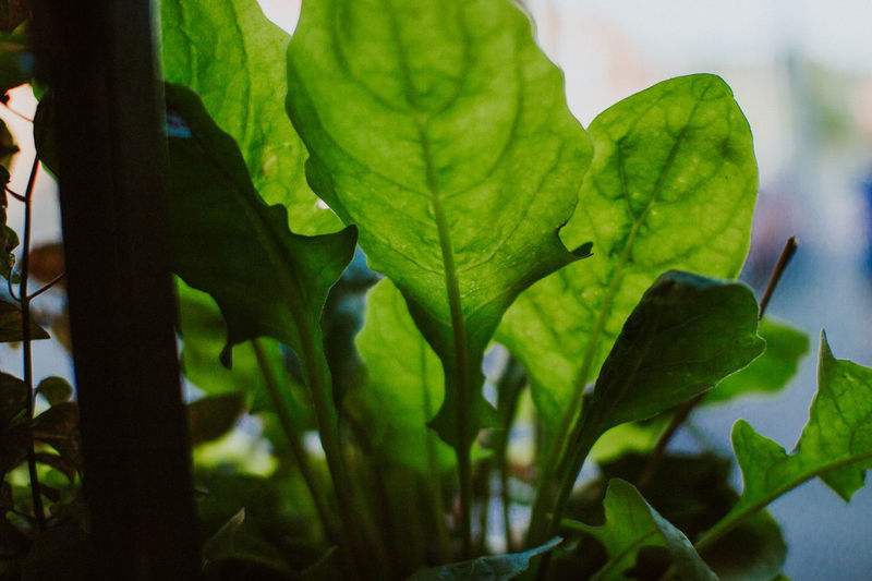 Close-up of green leaves