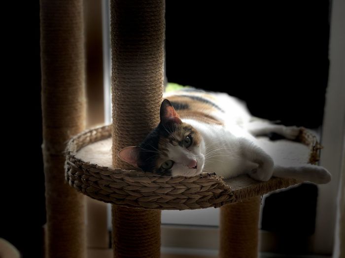 Cat resting in basket
