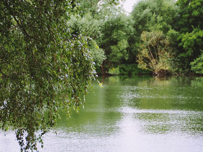 Scenic view of lake by trees against sky