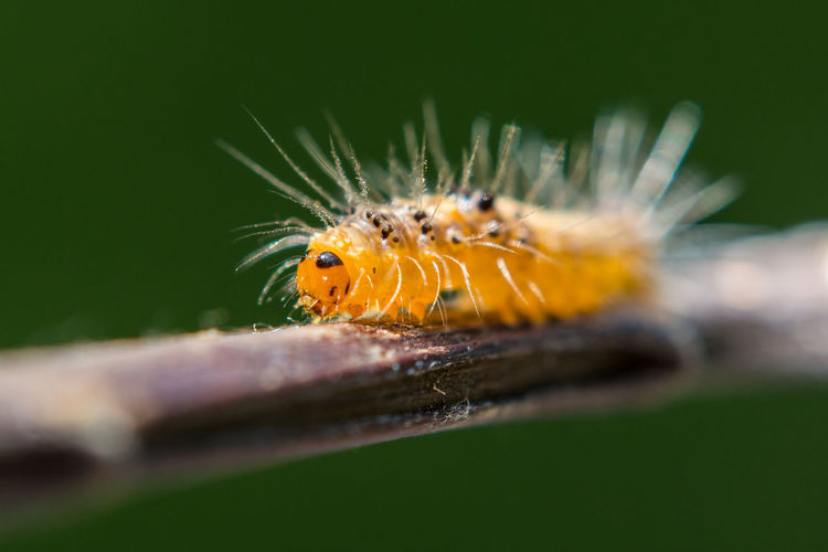 Wildlife marco photography-yellow caterpillars	
