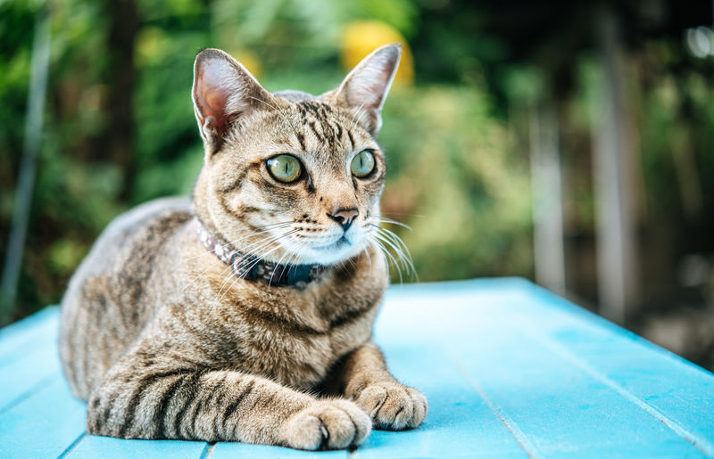 Close-up of tabby cat sitting on table against plants outdoors