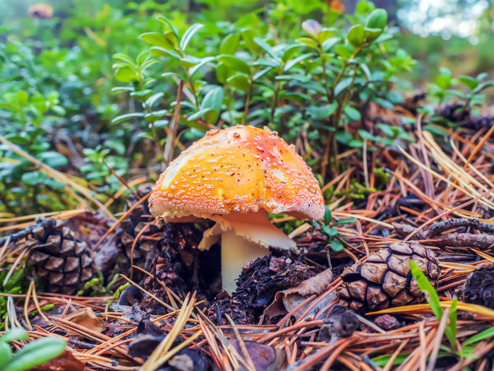 fungus