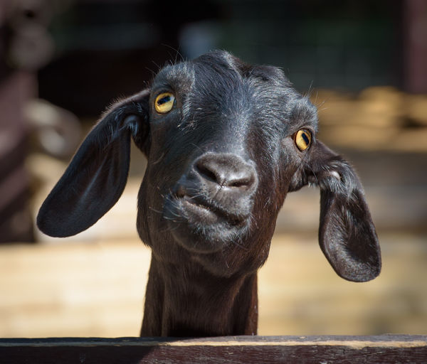 Black goat closeup