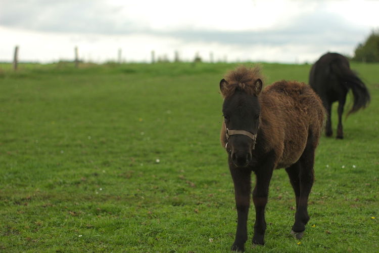 Foal and horse on grassy field against cloudy sky