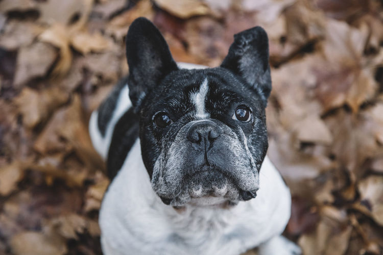Close up top view of a french bulldog among the leaves in autumn