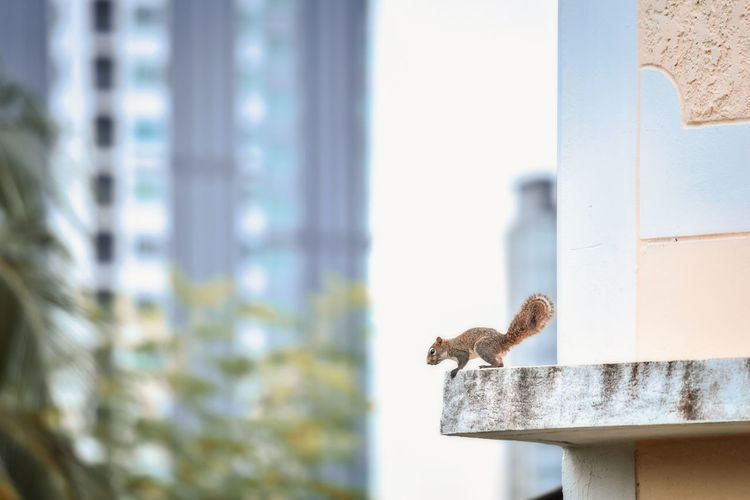 The chipmunks that live in the city are active in the morning.