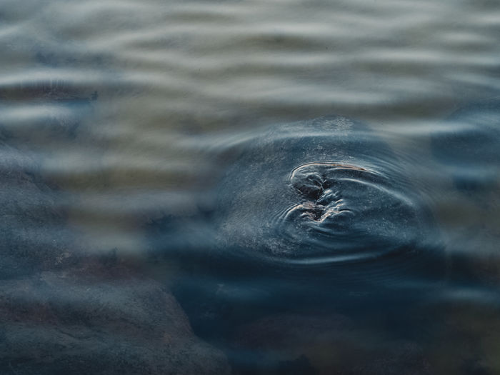 Submerged rock creating ripples on the surface of a lake