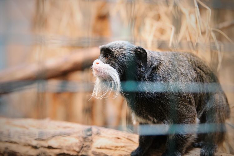 Close-up of monkey