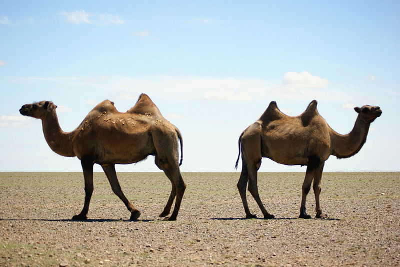 Horses standing in a desert