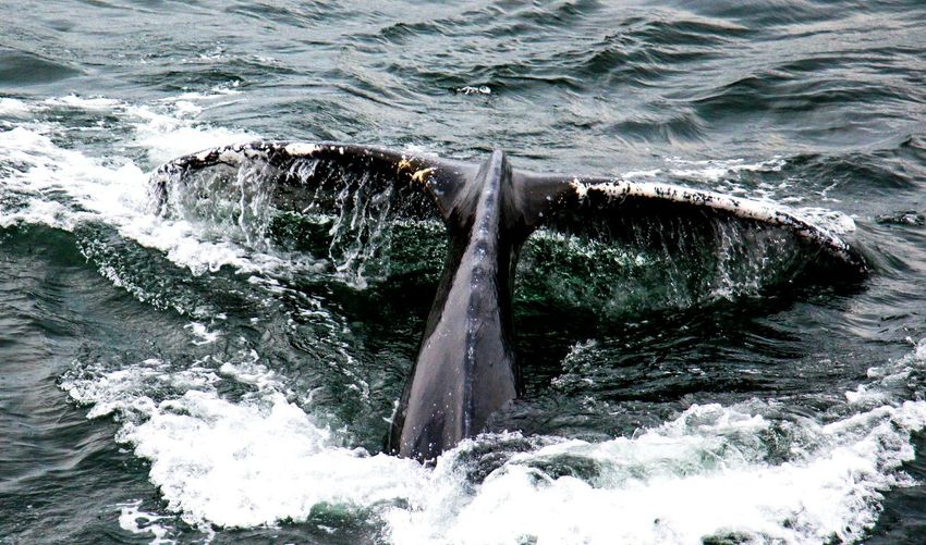 Whale swimming in sea
