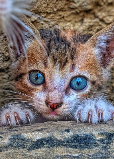 Close-up portrait of a cat